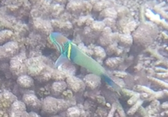 Thalassoma hebraicum