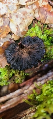 Polyporus nigrocristatus
