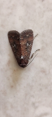 Condica illecta