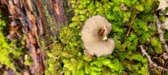 Polyporus nigrocristatus