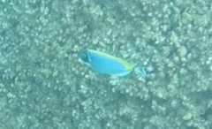 Acanthurus leucosternon