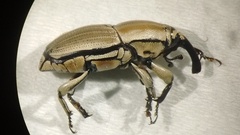 Sphenophorus aequalis