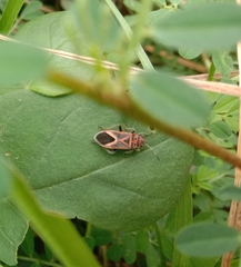 Graptostethus servus