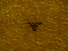 Pseudosphex leovazquezae