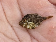 Stephanolepis hispida