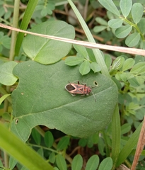 Graptostethus servus