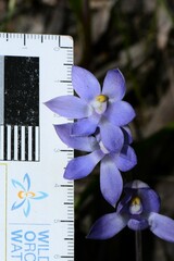 Thelymitra nuda