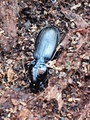 Pterostichus madidus