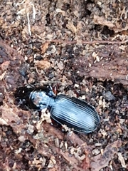 Pterostichus madidus