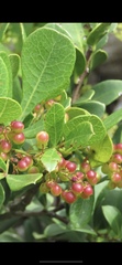 Searsia laevigata