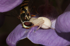 Zygometis xanthogaster