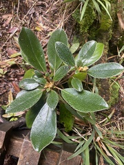 Brachyglottis elaeagnifolia