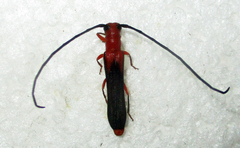 Oberea trigonalis