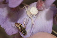 Zygometis xanthogaster