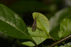 Epiphragma hardyi