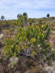 Leucadendron laureolum