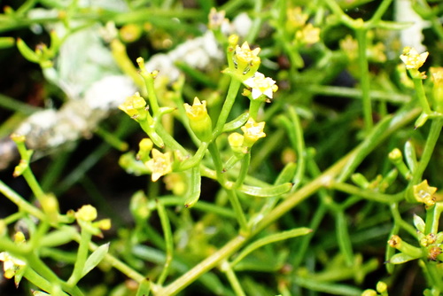 Image of Thesium galioides by no rights reserved