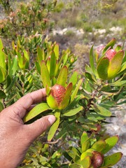 Leucadendron laureolum