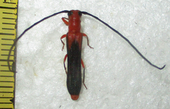 Oberea trigonalis