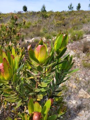 Leucadendron laureolum