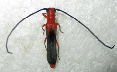 Oberea trigonalis