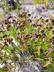 Schizaea pectinata