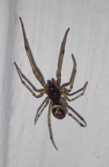 Steatoda nobilis
