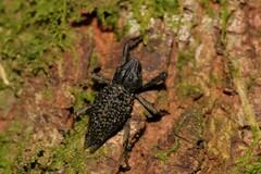 Poropterus ellipticus