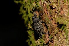 Poropterus ellipticus