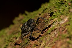 Poropterus ellipticus