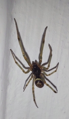 Steatoda nobilis