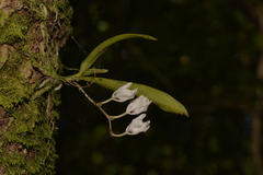 Sarcochilus falcatus