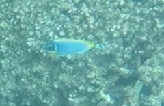 Acanthurus leucosternon