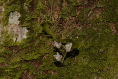 Sarcochilus falcatus