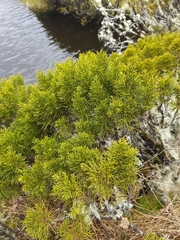 Halocarpus bidwillii