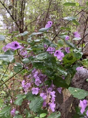 Prostanthera melissifolia