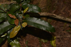 Baloghia inophylla