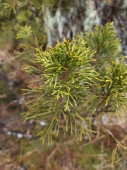 Halocarpus bidwillii