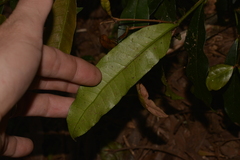 Baloghia inophylla