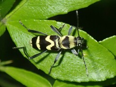 Chlorophorus curtisi