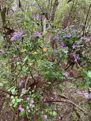 Prostanthera melissifolia