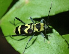 Chlorophorus curtisi