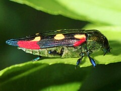 Castiarina producta