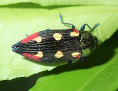 Castiarina producta