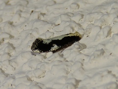 Monopis dorsistrigella