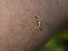 Aedes vittiger