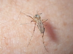 Aedes vittiger
