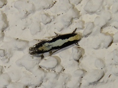 Monopis dorsistrigella