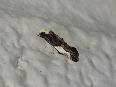 Monopis longella