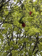 Glossopsitta concinna